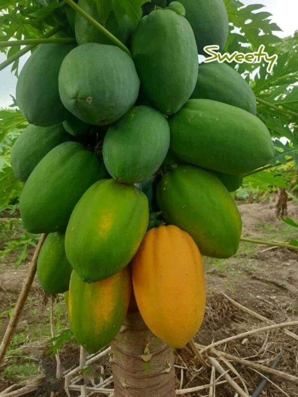 ১ প্যাকেট লম্বা পেঁপে বীজ