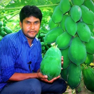 ২ প্যাকেট হাজারী পেঁপে বীজ